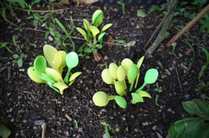 (Bild: plastophyten)