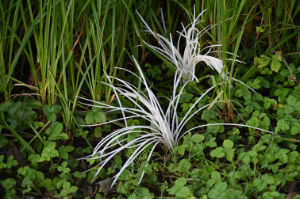 (Bild: plastophyten)