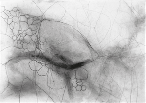 (Bild: organigramme)